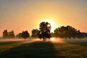 Mural Árboles Iluminados al Amanecer