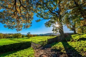 Mural de Árbol Iluminado con el Sol