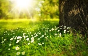 Mural Resplandor del Sol Sobre Flores