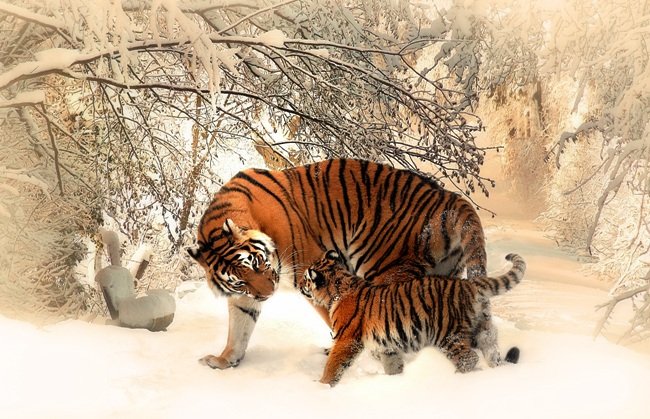Mural Tigres en el Invierno