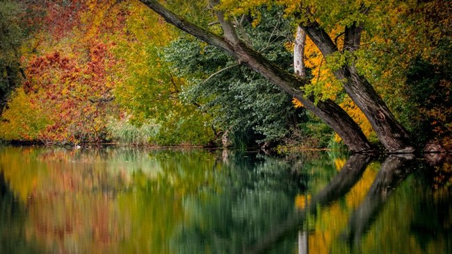 Mural de Lago en el Bosque