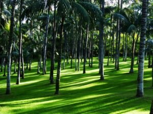 Mural de Palmeras en el Parque