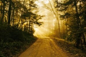 Mural Camino en el Bosque al Amanecer