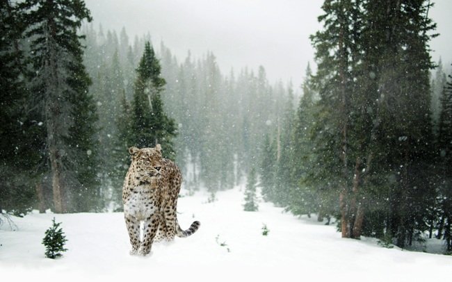 Mural de Leopardo de las Nieves