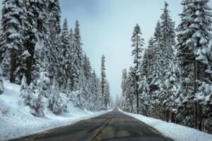 Mural Carretera con Árboles en el Invierno