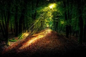 Mural de Rayo de Luz en el Bosque