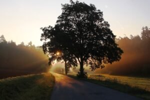 Mural Resplandor en Árboles del Camino